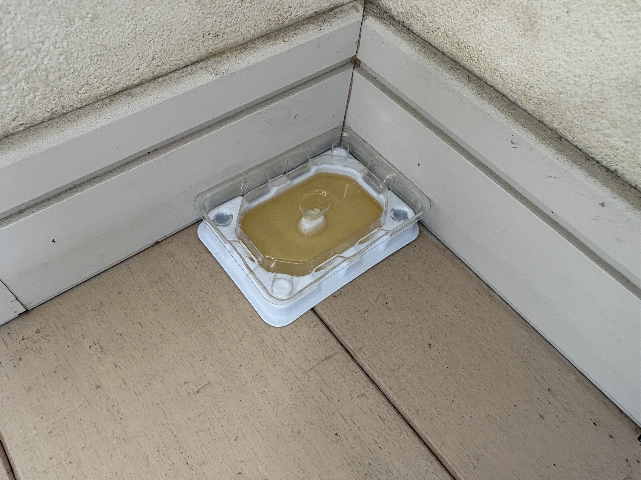 壁際に設置した粘着トラップ